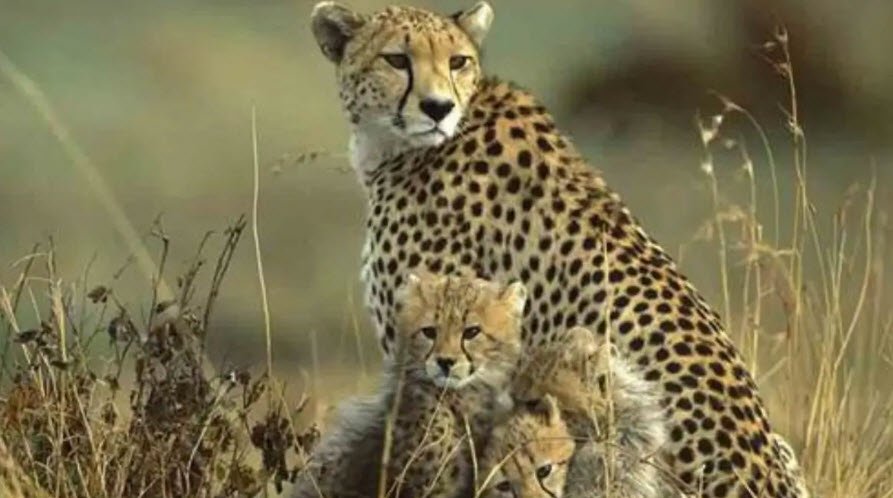 Jhajjar Bacholi Wildlife Sanctuary, Rupnagar, Punjab - Vushii.com Jhajjar Bacholi Wildlife Sanctuary, Rupnagar, Punjab - Vushii.com